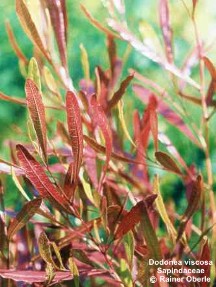 Dodonaea viscosa purpurea