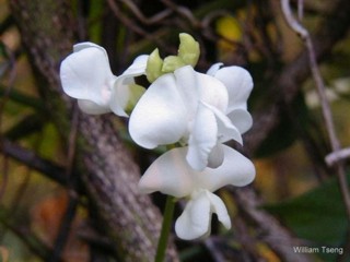 Dolichos lablab 'white'