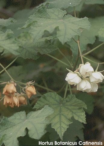 Exotische Nutz und Zierpflanzen Dombeya burgessiae
