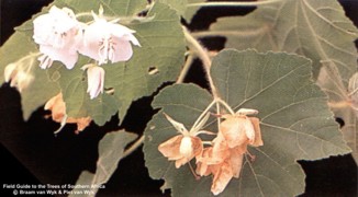 Dombeya burgessiae
