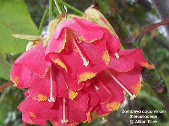 Dombeya cacuminum