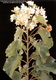 Dombeya cymosa