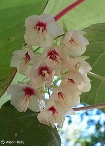 Dombeya pulchra