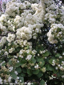 Dombeya rotundifolia