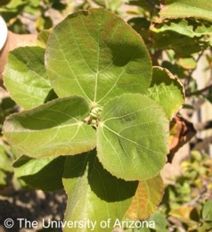 Dombeya rotundifolia