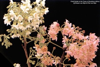 Dombeya rotundifolia
