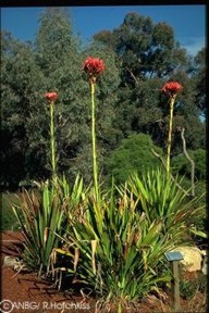 Doryanthes excelsa