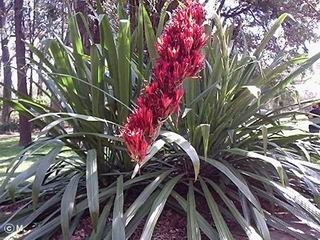 Doryanthes palmeri