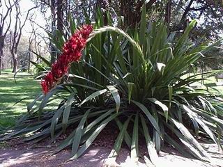 Doryanthes palmeri