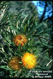 Dryandra formosa