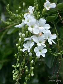 Duranta repens alba