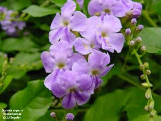 Duranta repens