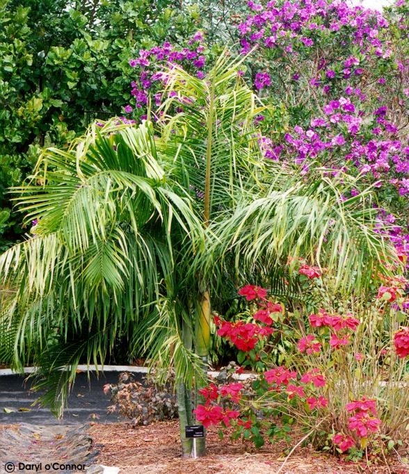 Exotische Nutz und Zierpflanzen Dypsis baronii