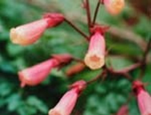 Eccremocarpus scaber 'Pink'