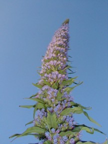 Echium pininana
