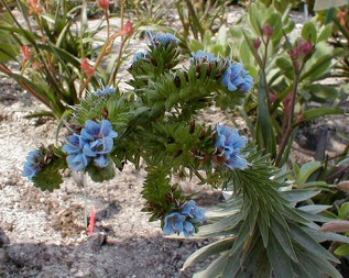 Echium webbii