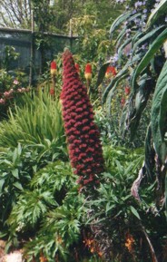 Echium wildpretii 