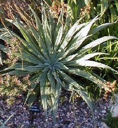 Echium wildpretii 