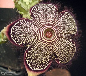 Edithcolea grandis