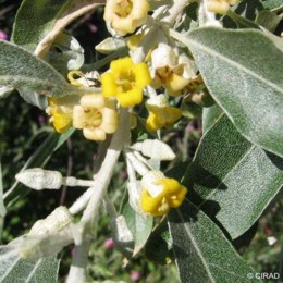 Elaeagnus angustifolia 