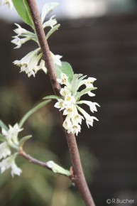 Elaeagnus umbellata 