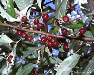 Elaeagnus umbellata 