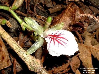 Elettaria cardamomum