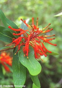 Embothrium coccineum