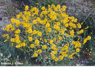 Encelia farinosa 