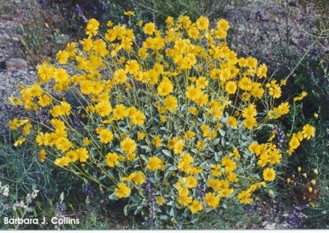 Encelia farinosa 