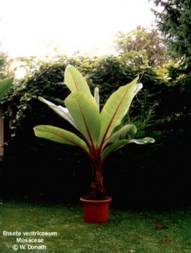 Ensete ventricosum 