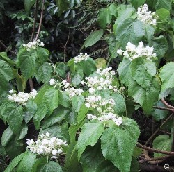 Entelea arborescens