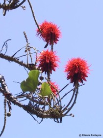 Erythrina abyssinica