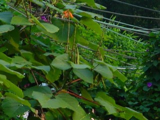 Erythrina arborescens