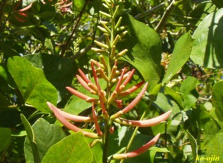 Erythrina berteroana