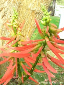 Erythrina berteroana