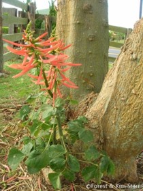 Erythrina berteroana