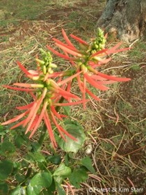 Erythrina berteroana