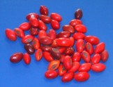 Erythrina berteroana Samen