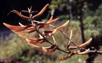 Erythrina berteroana