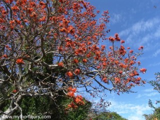 Erythrina caffra