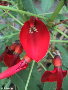 Erythrina crista-galli 