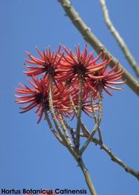 Erythrina corallodendron