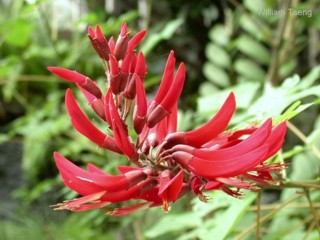 Erythrina corallodendron