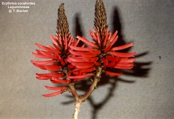 Erythrina coralloides 