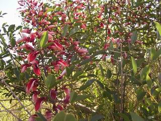 Erythrina crista-galli 