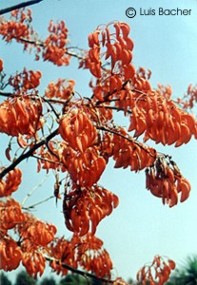 Erythrina falcata