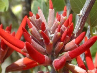 Erythrina flabelliformis