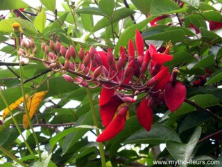 Erythrina fusca