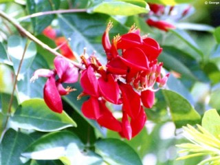 Erythrina fusca